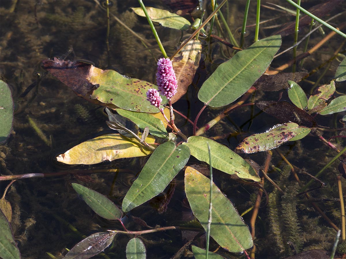 Persicaria amphibia